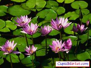 Free Personals Ads Photo